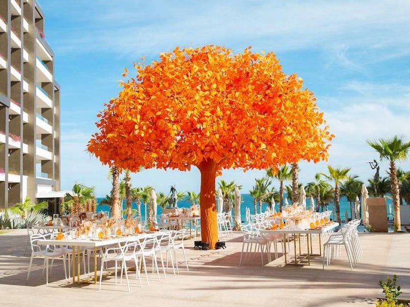 Orange Tree